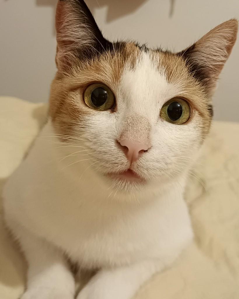Benta, gato de porte médio para adoção em Holambra - SP