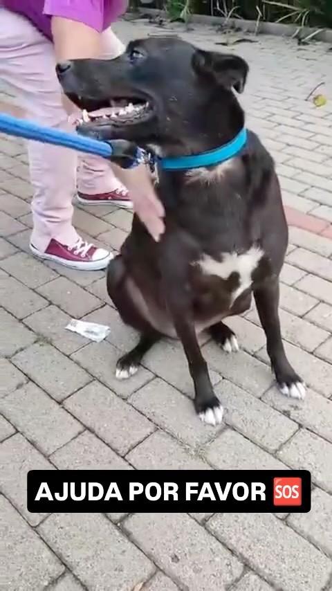 Negão, cachorro de porte pequeno para adoção em Holambra - SP