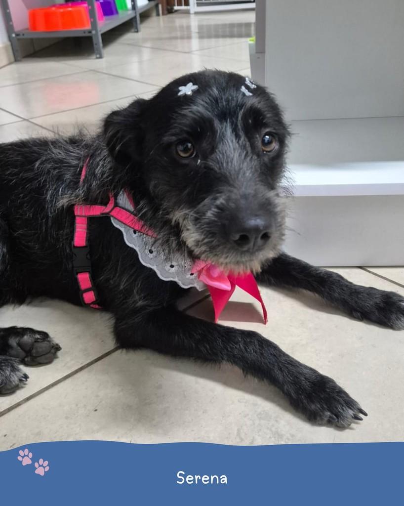 Serena, cadela de porte pequeno para adoção em Holambra - SP