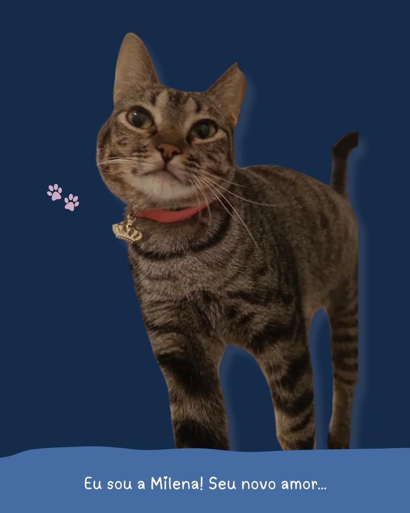 Milena, gata de porte pequeno para adoção em Holambra - SP