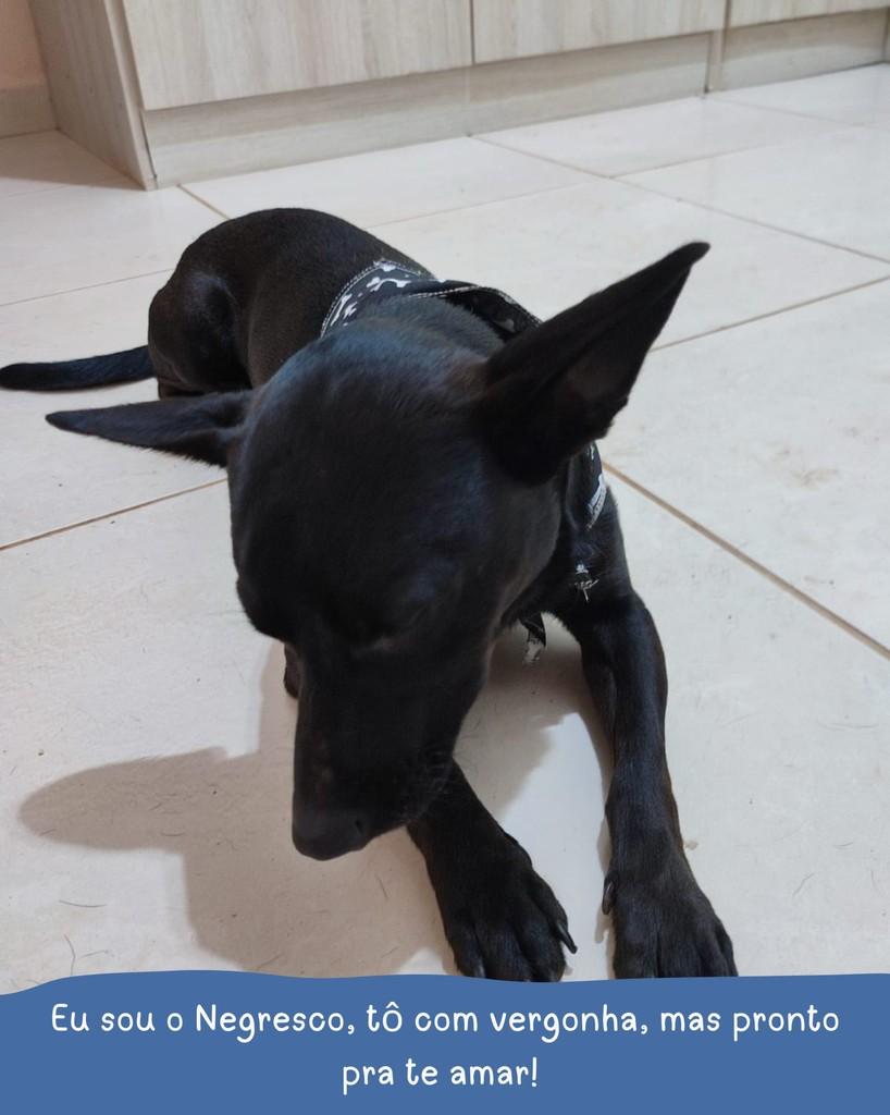 Negresco, cachorro de porte médio para adoção em Holambra - SP