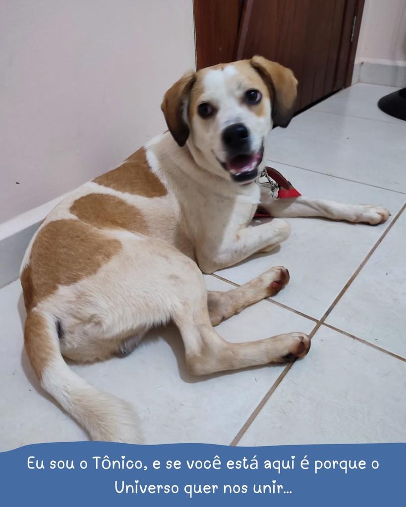 Tônico, cachorro de porte pequeno para adoção em Holambra - SP