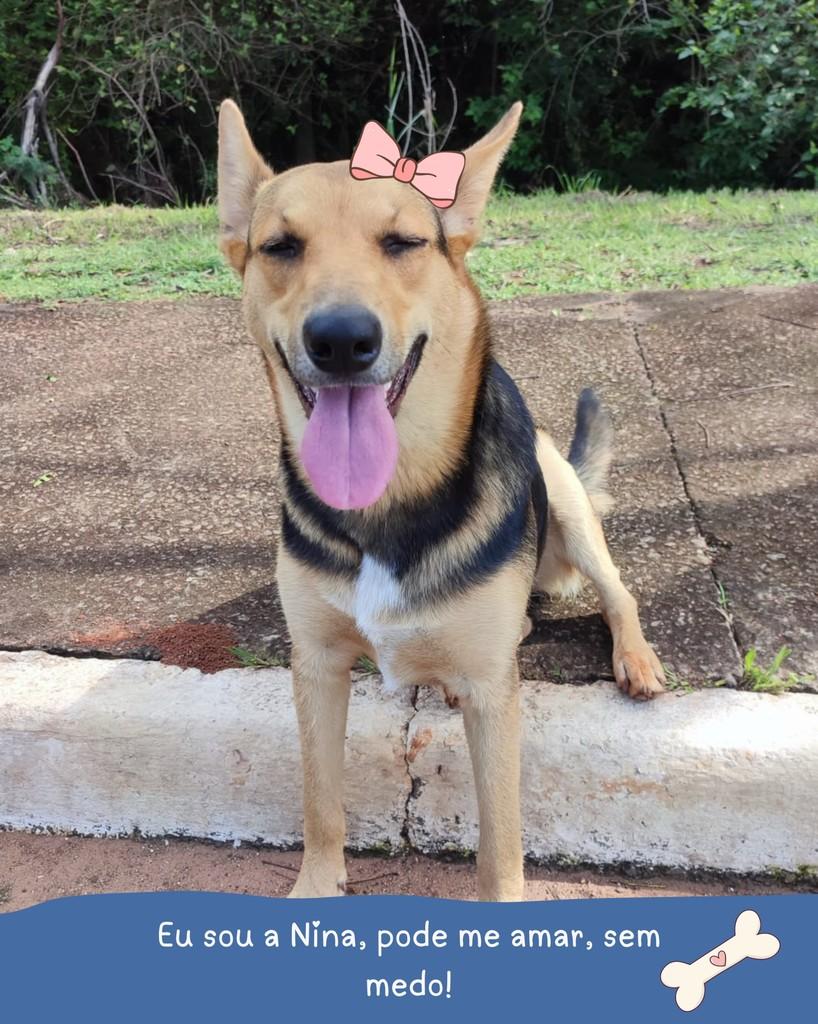 Nina, cadela de porte pequeno para adoção em Holambra - SP