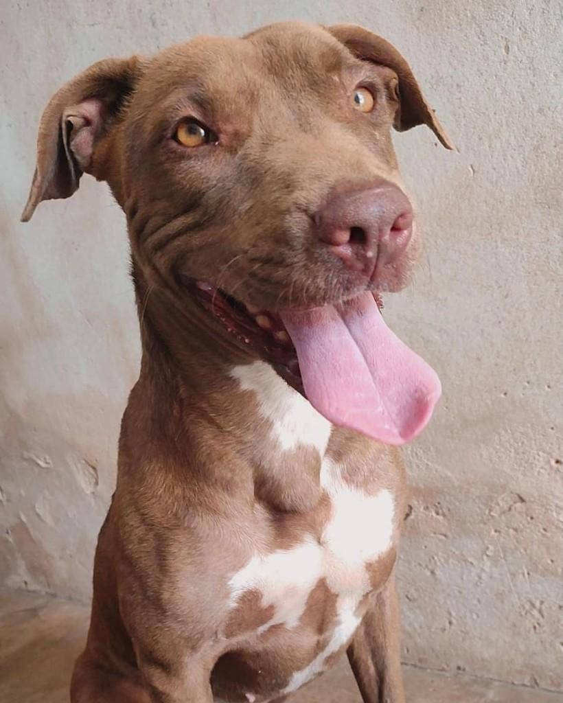 Sol, cachorro de porte médio para adoção em Holambra - SP