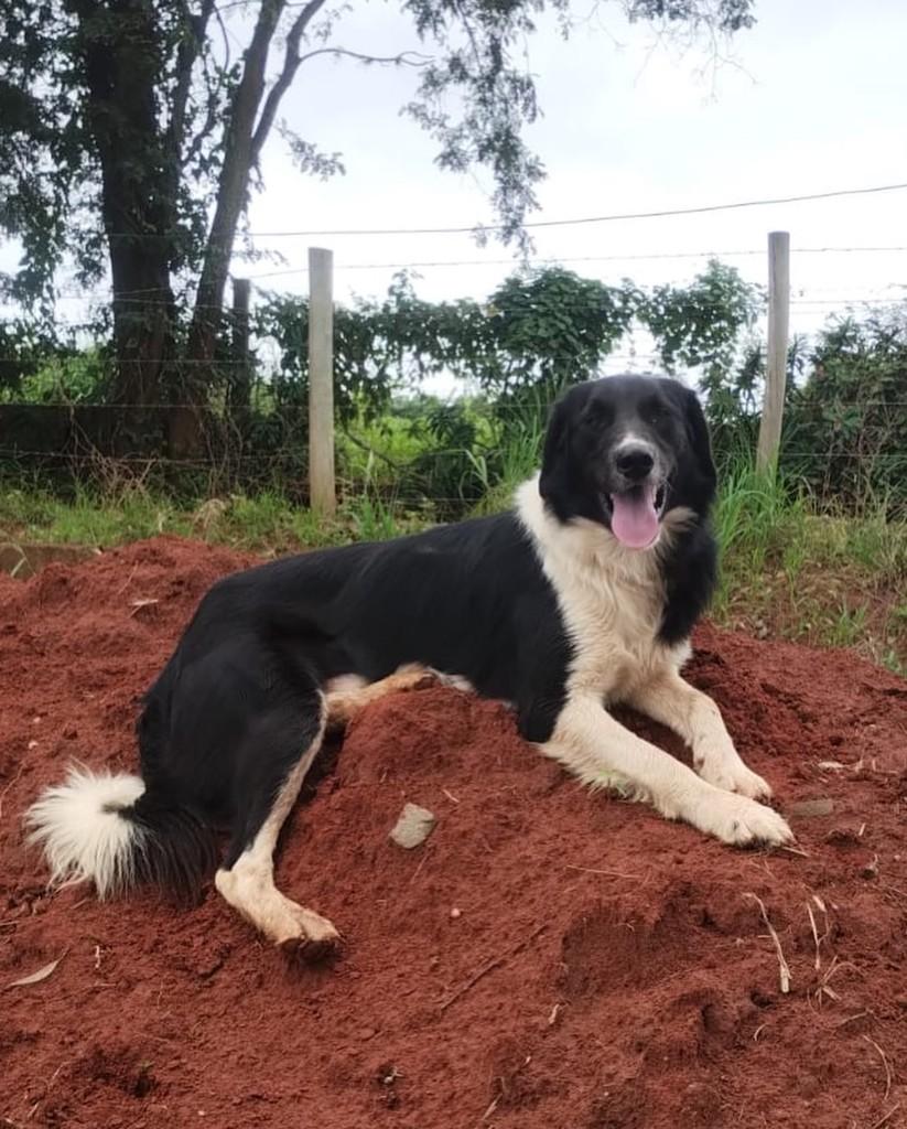 Apolo, cachorro de porte médio para adoção em Holambra - SP