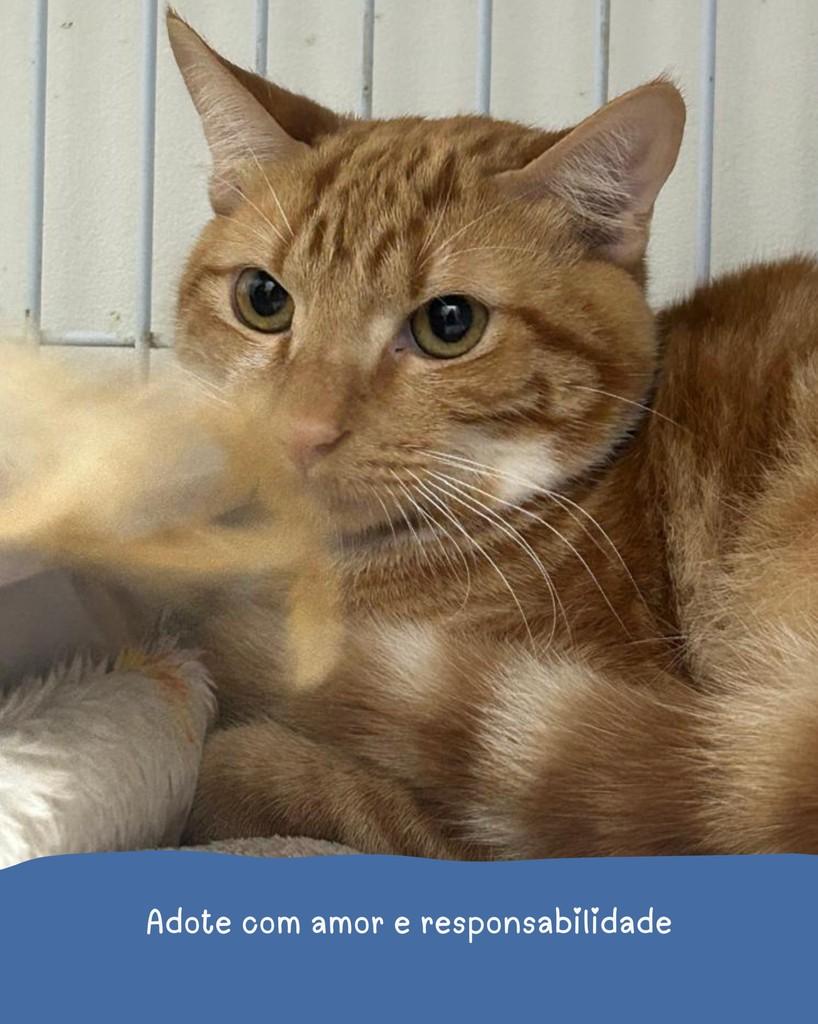 Wall-e, gato de porte médio para adoção em Holambra - SP