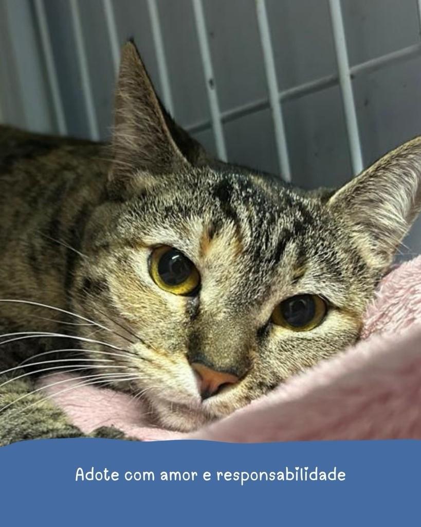 Eva, gato de porte médio para adoção em Holambra - SP