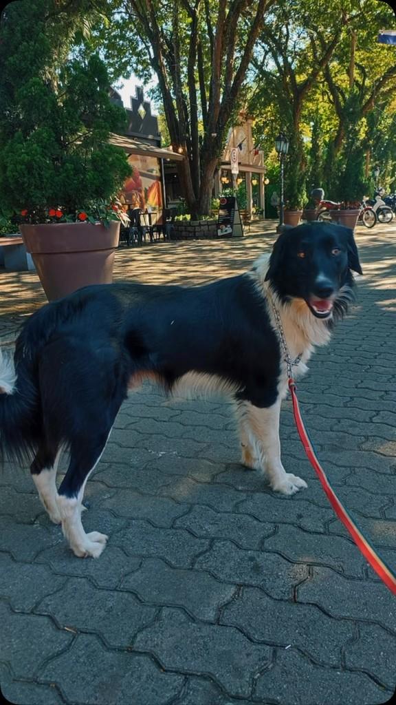 Apollo, cachorro de porte grande para adoção em Holambra - SP