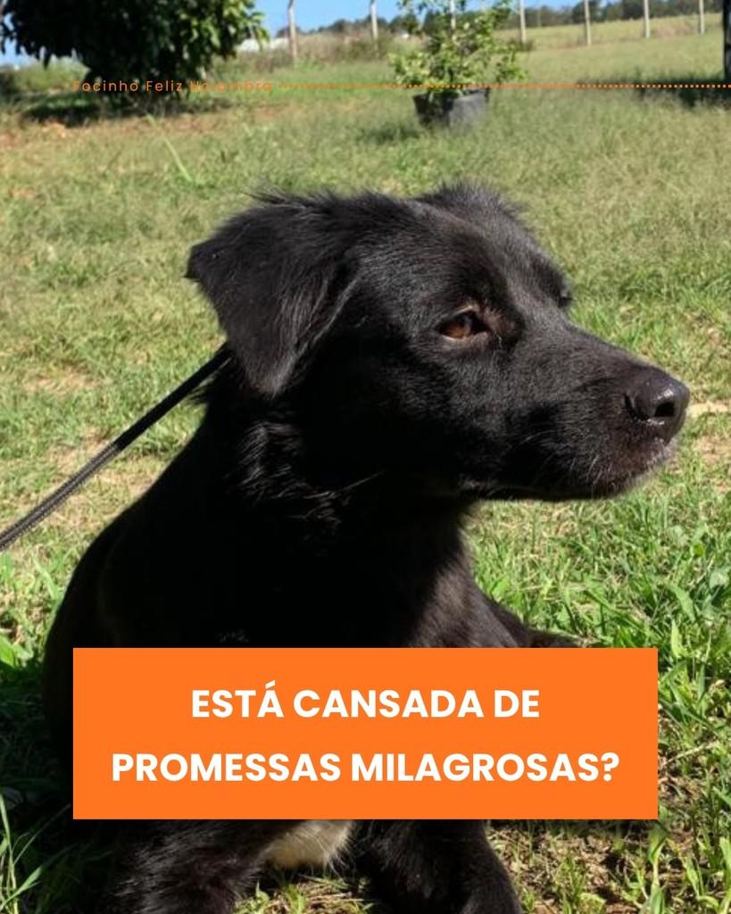 Amora, cadela de porte médio para adoção em Holambra - SP