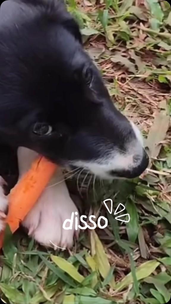 Atlas, cachorro de porte médio para adoção em Holambra - SP