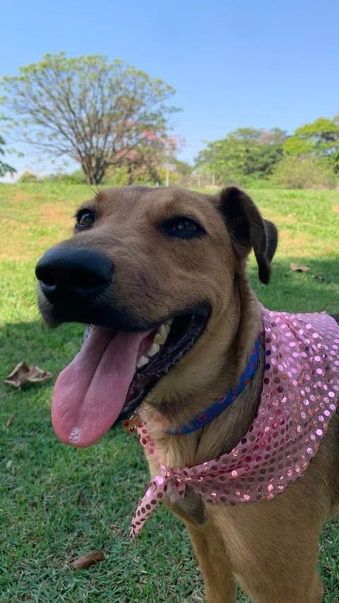 Mila, cadela de porte médio para adoção em Holambra - SP