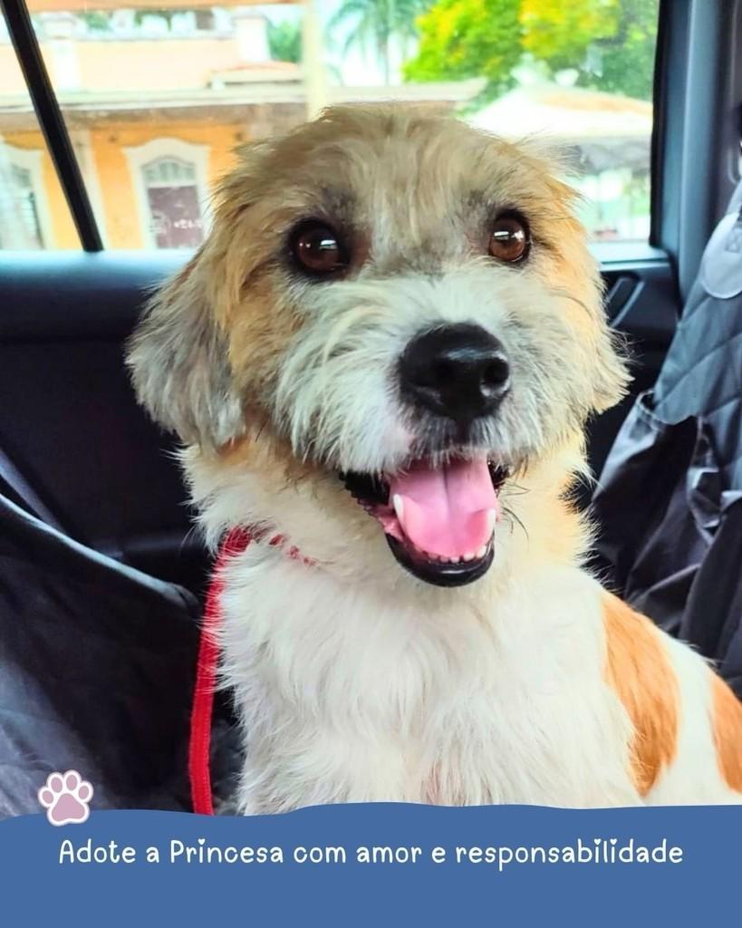 Princesa, cadela de porte médio para adoção em Holambra - SP