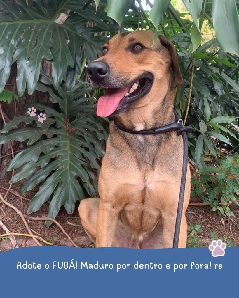 Fubá, cachorro de porte médio para adoção em Holambra - SP