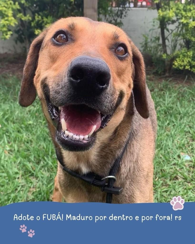 Fubá, cachorro de porte médio para adoção em Holambra - SP — foto 2 de 7