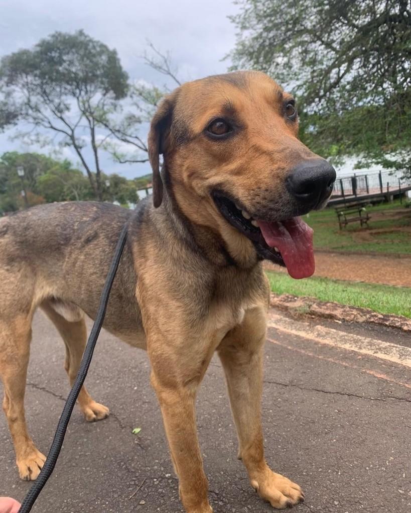Fubá, cachorro de porte médio para adoção em Holambra - SP — foto 3 de 7