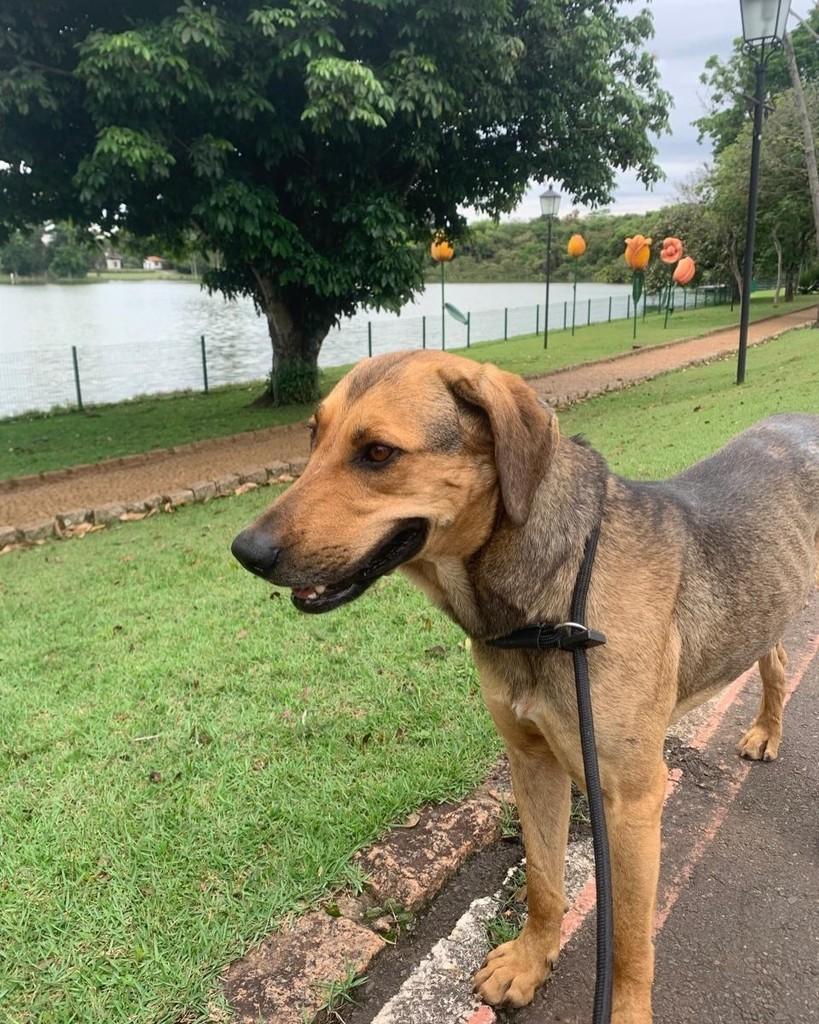 Fubá, cachorro de porte médio para adoção em Holambra - SP — foto 4 de 7