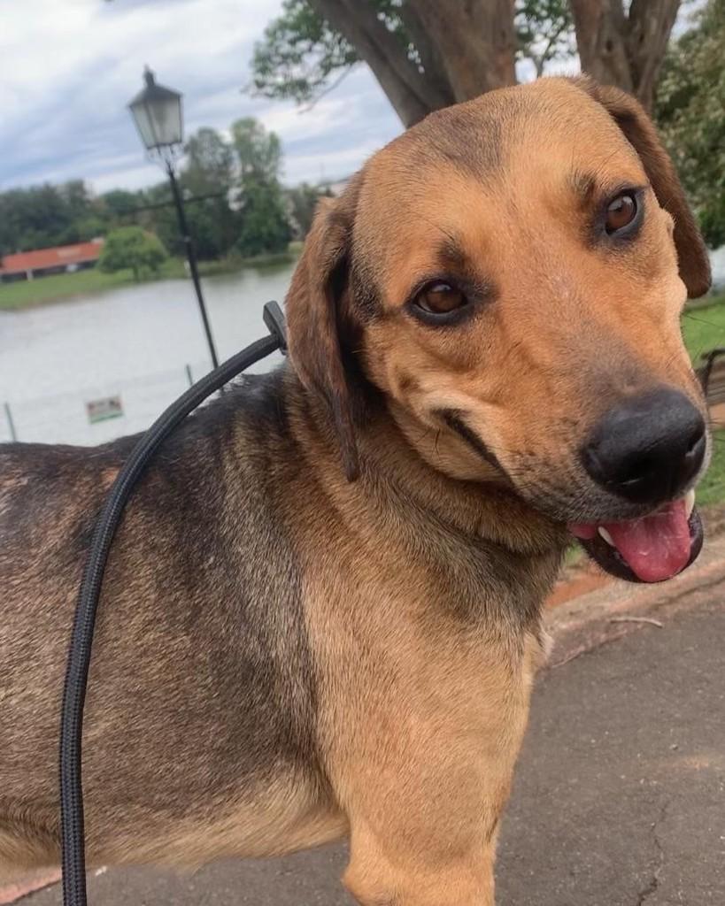 Fubá, cachorro de porte médio para adoção em Holambra - SP — foto 5 de 7