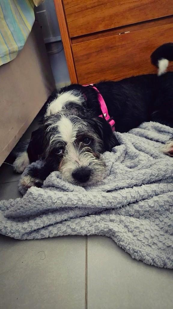 Tequila, cadela de porte médio para adoção em Holambra - SP