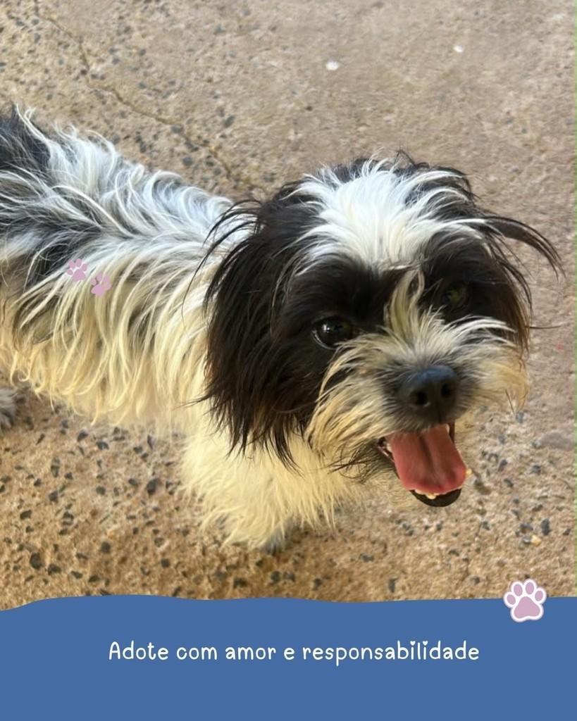 Floquinho, cachorro de porte pequeno para adoção em Holambra - SP — foto 2 de 2