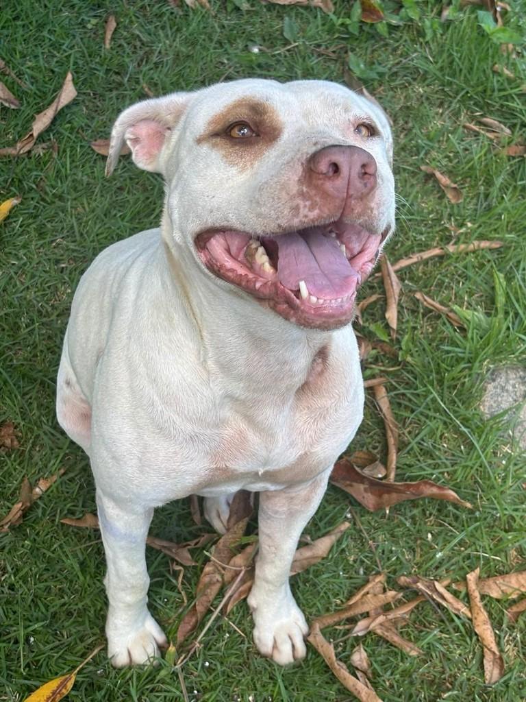 Petra, cachorro de porte médio para adoção em Campinas - SP