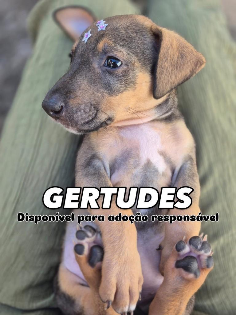 Gertrudes, cachorro de porte pequeno para adoção em Campinas - SP