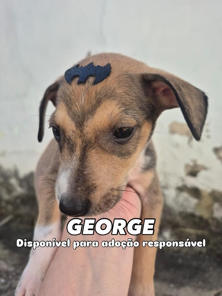 George, cachorro de porte pequeno para adoção em Campinas - SP