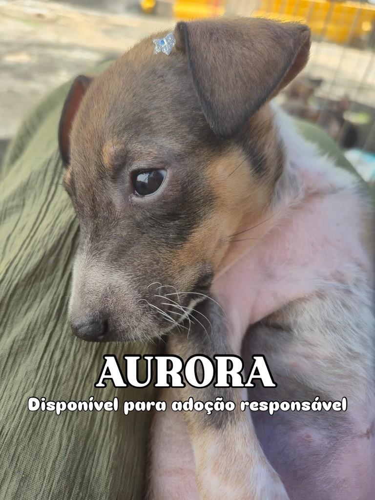 Aurora, cadela de porte pequeno para adoção em Campinas - SP