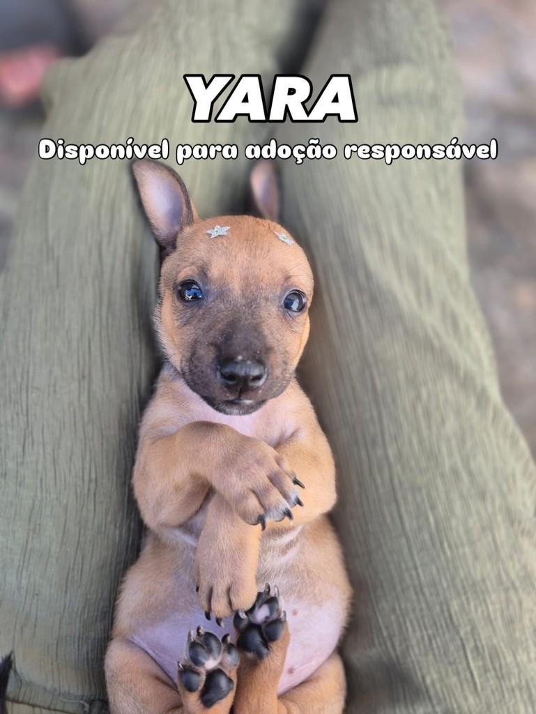 Yara, cachorro de porte pequeno para adoção em Campinas - SP