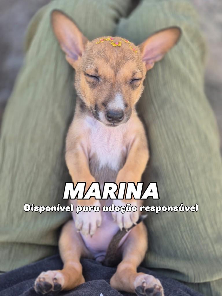 Marina, cachorro de porte pequeno para adoção em Campinas - SP