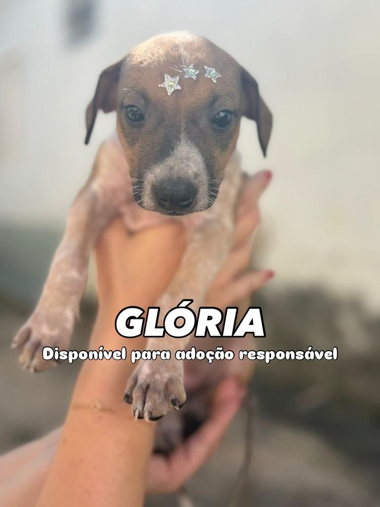 Glória, cadela de porte pequeno para adoção em Campinas - SP