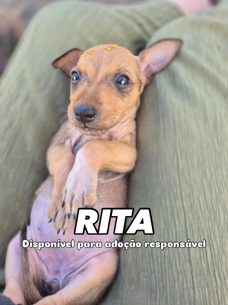 Rita, cachorro de porte pequeno para adoção em Campinas - SP
