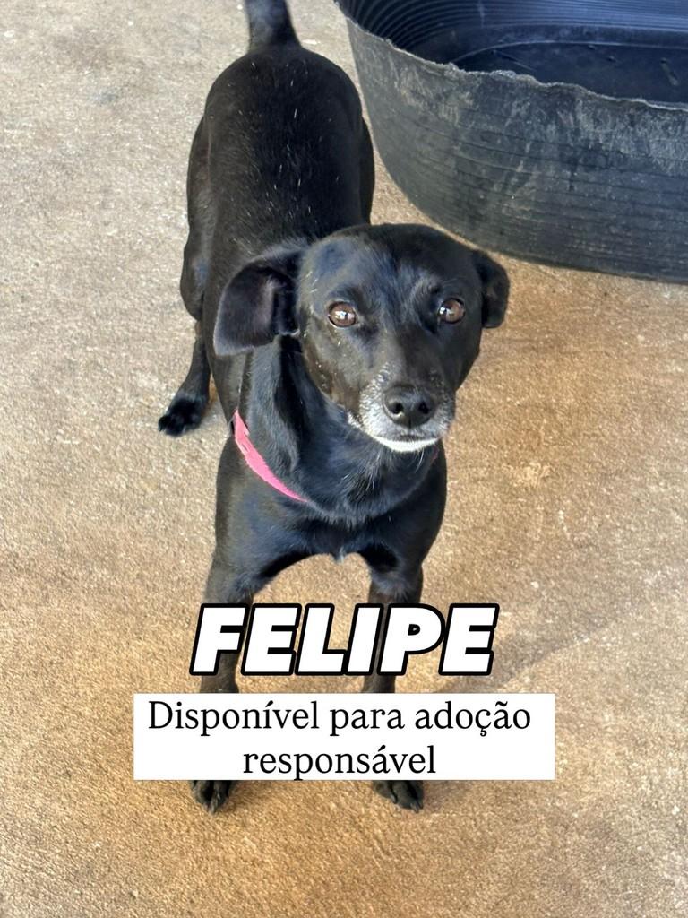 Felipe, cachorro de porte pequeno para adoção em Campinas - SP