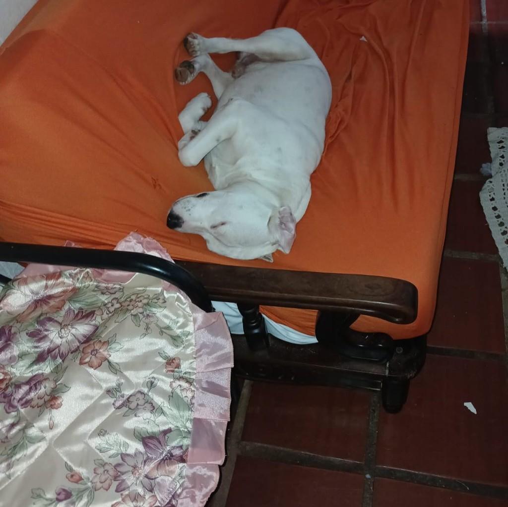 Pingo, cachorro de porte médio para adoção em Campinas - SP