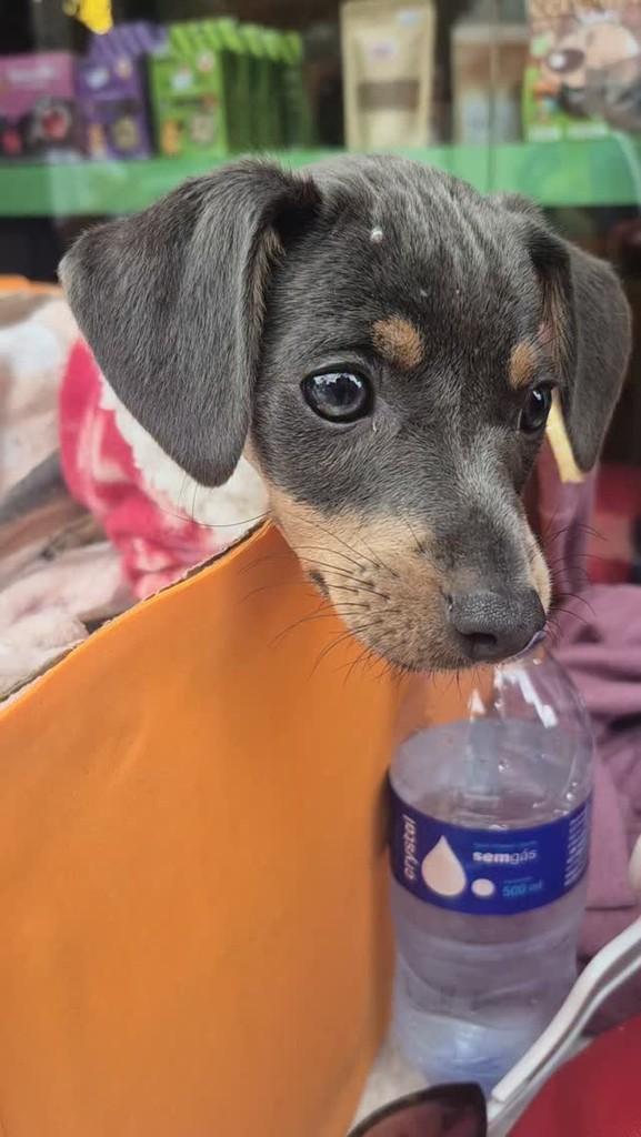 Marcela, cachorro de porte pequeno para adoção em Campinas - SP
