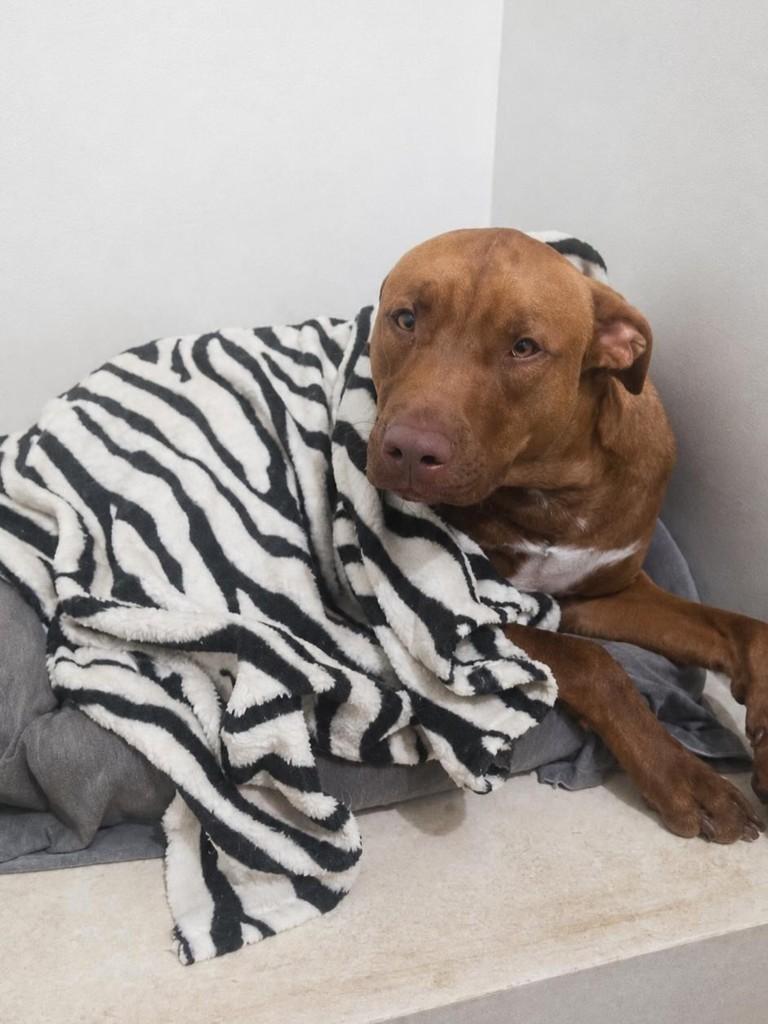 Sansão, cachorro de porte médio para adoção em Campinas - SP