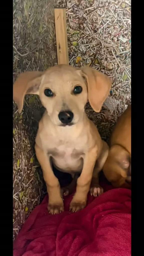 Jean, cachorro de porte médio para adoção em Campinas - SP