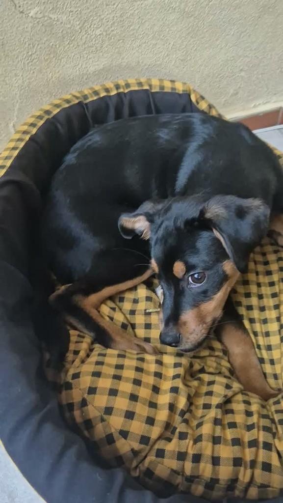 Robson, cachorro de porte pequeno para adoção em Campinas - SP
