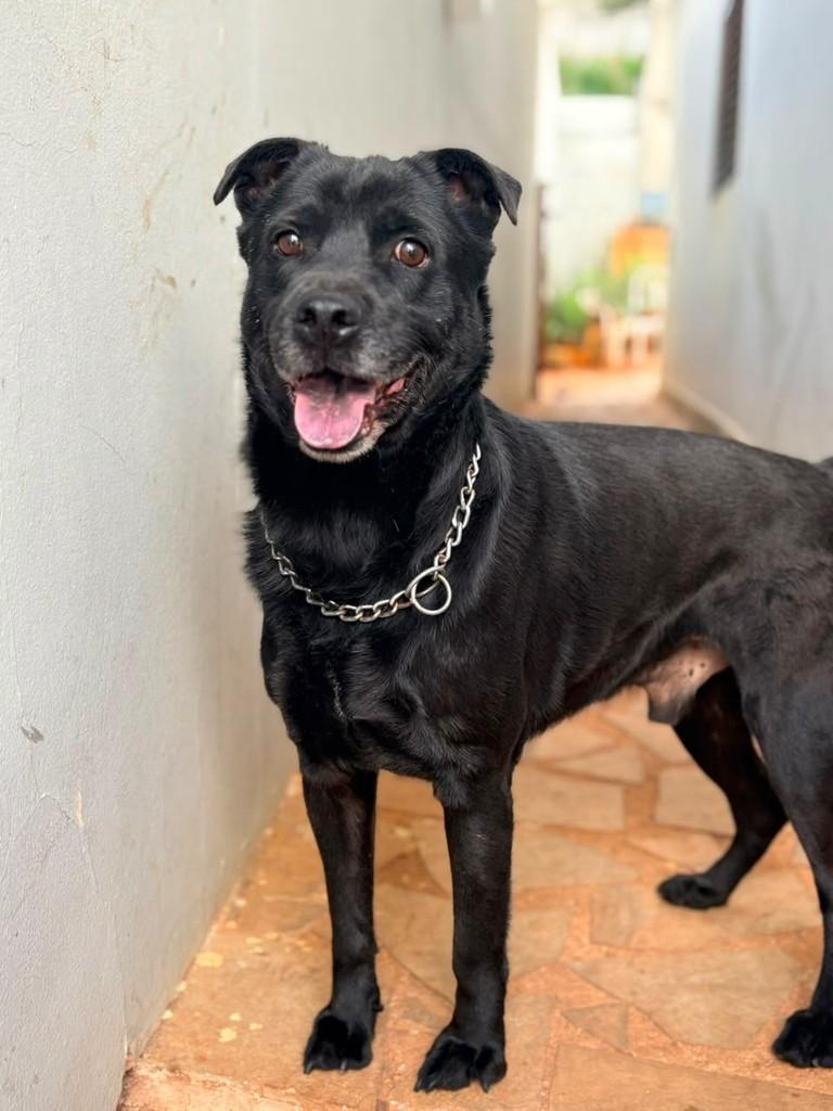 Jorge, cachorro de porte médio para adoção em Campinas - SP