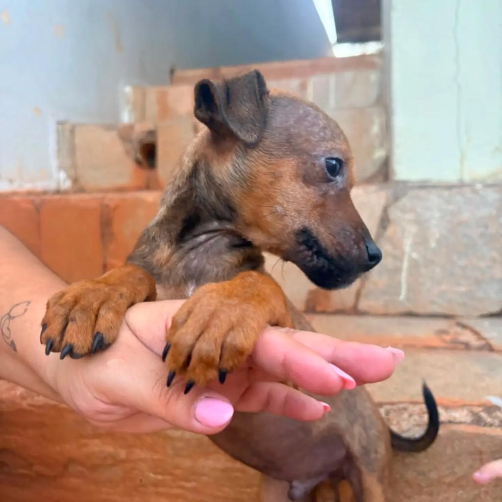 Fabinho, cachorro de porte pequeno para adoção em Campinas - SP