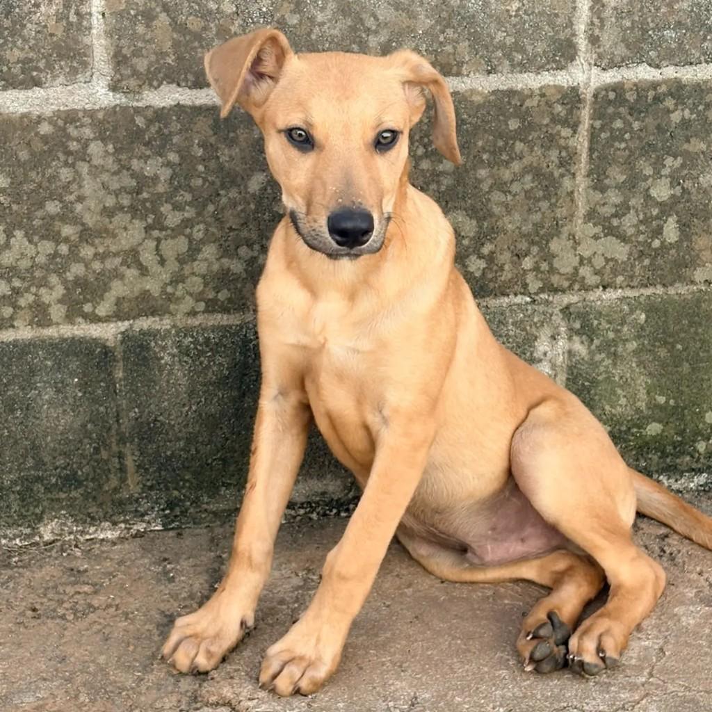 Joao, cachorro de porte pequeno para adoção em Campinas - SP