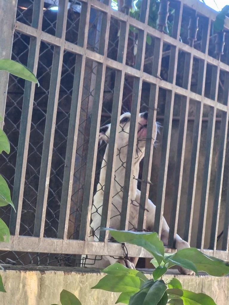 Enzo, cachorro de porte médio para adoção em Gramado - RS