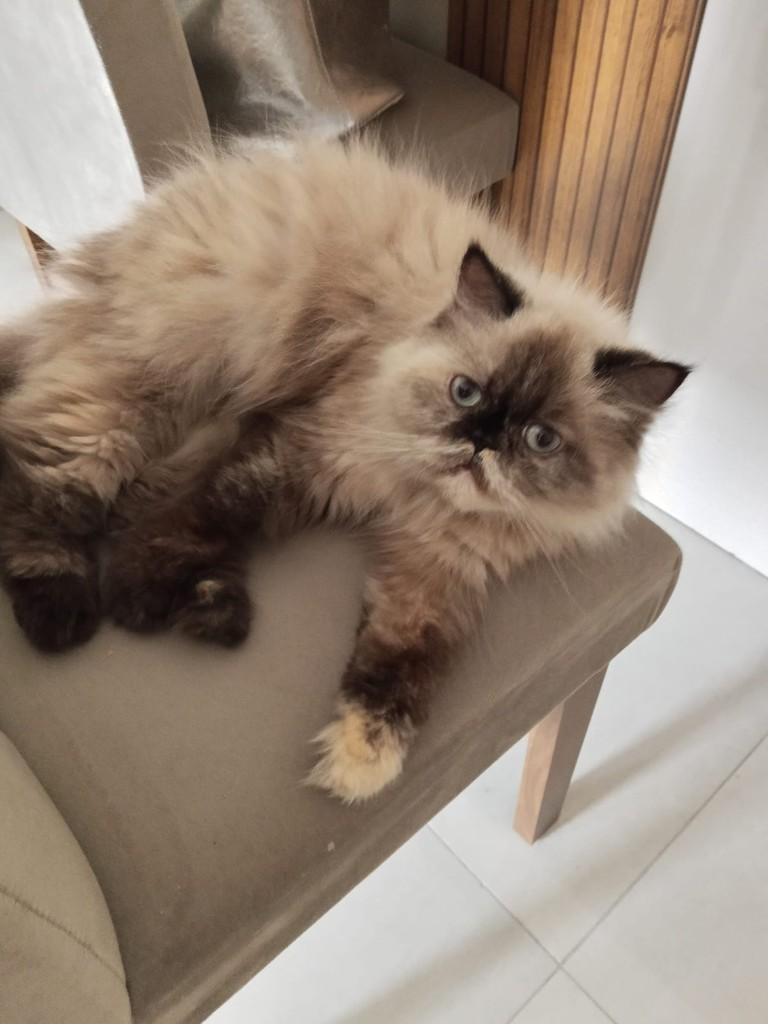 Madame, gata de porte pequeno para adoção em Campinas - SP