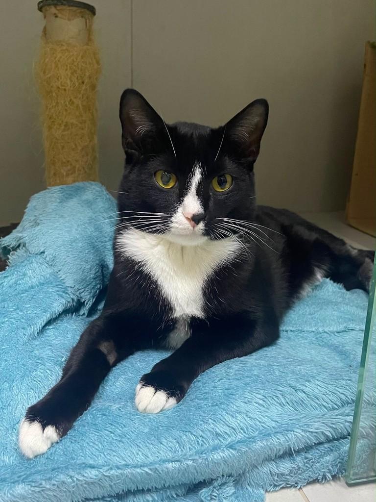 Whey, gato de porte médio para adoção em Campinas - SP