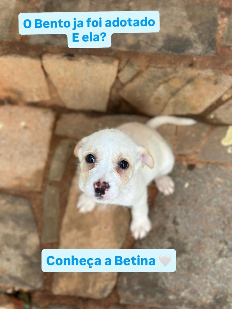 Betina, cadela de porte pequeno para adoção em Campinas - SP