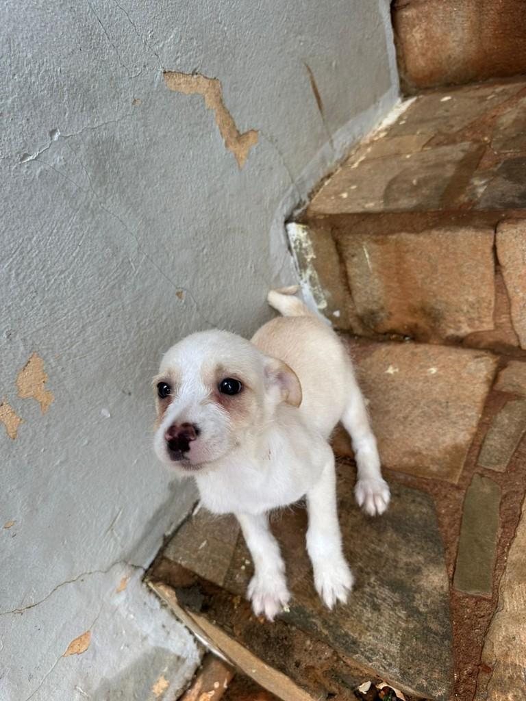 Betina, cadela de porte pequeno para adoção em Campinas - SP — foto 2 de 2
