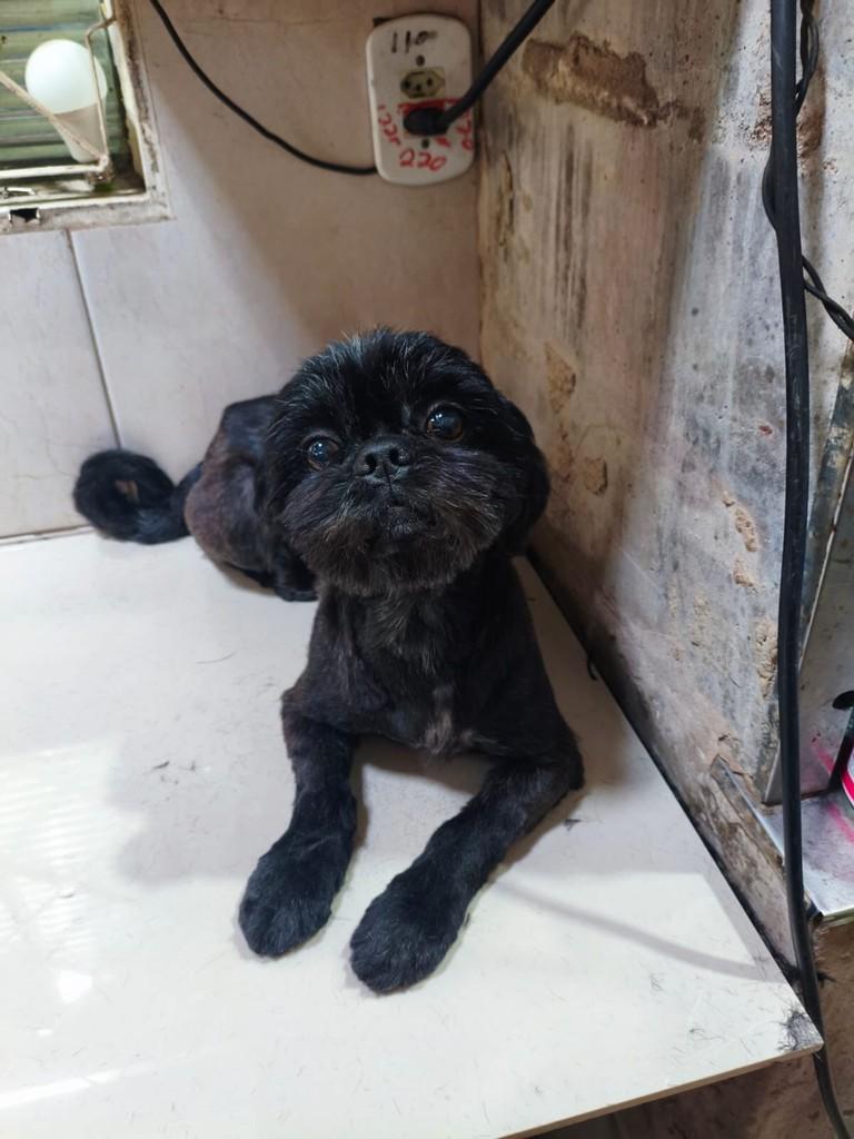 Marlon, cachorro de porte pequeno para adoção em Campinas - SP