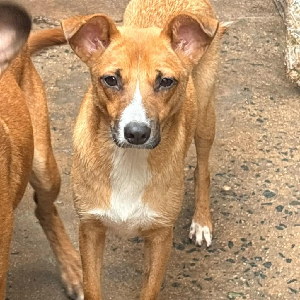Roberta, cadela de porte médio para adoção em Campinas - SP
