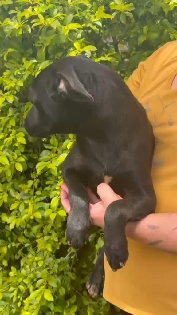Fred, cachorro de porte médio para adoção em Campinas - SP