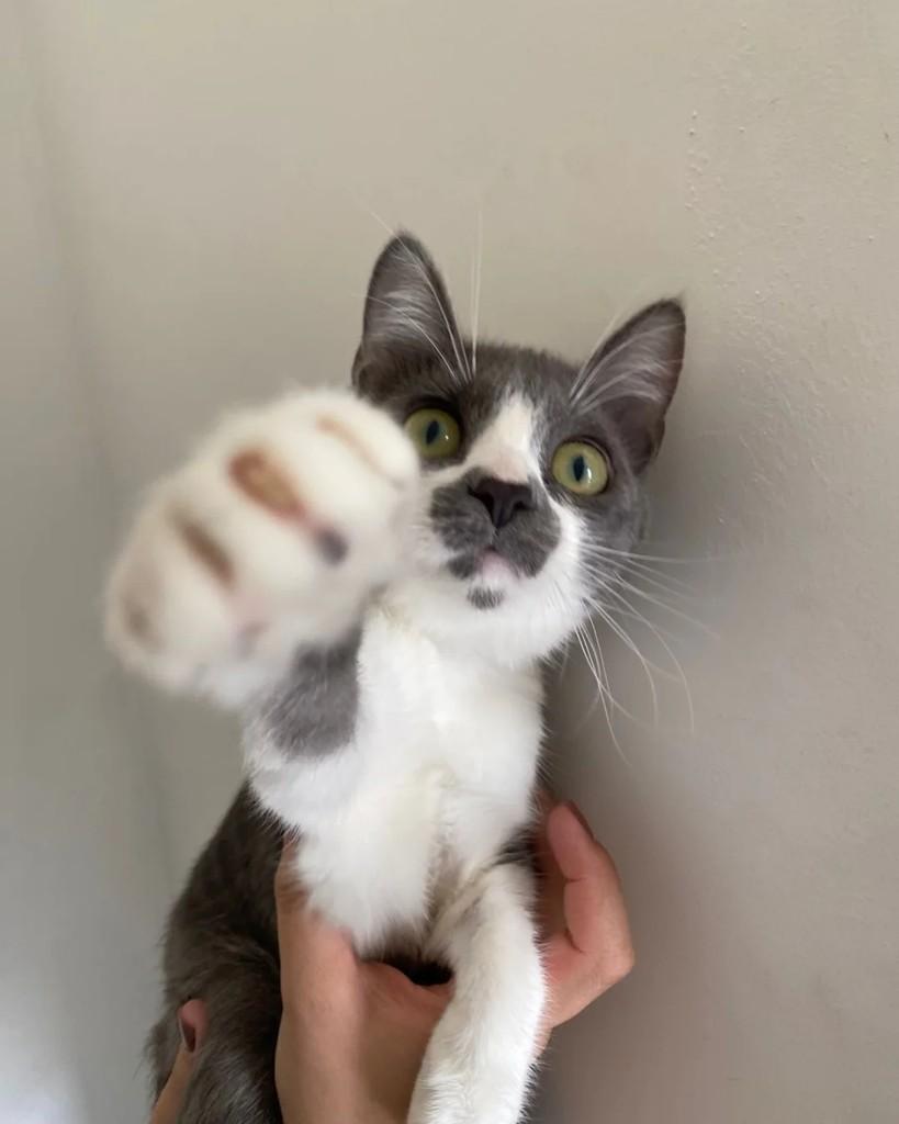 Juliette, gato de porte pequeno para adoção em Indaiatuba - SP