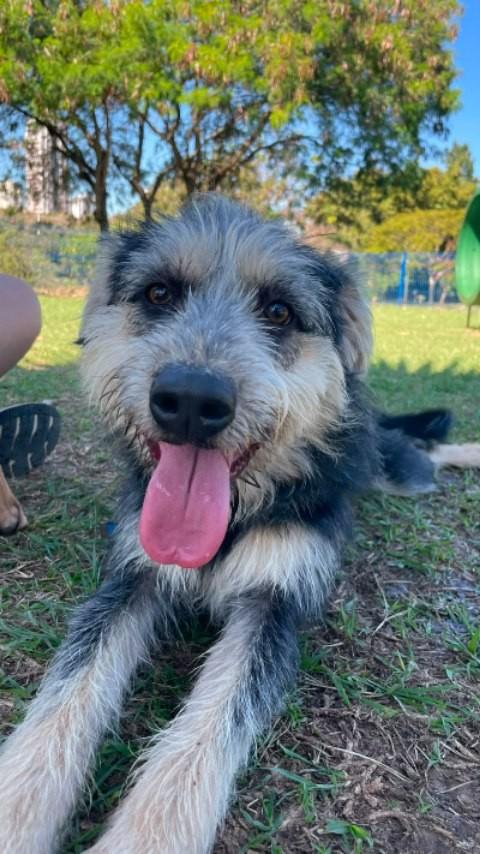 Vini Jr., cachorro de porte médio para adoção em Indaiatuba - SP